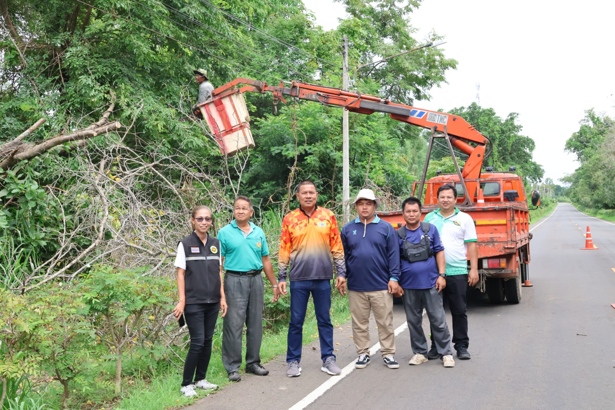 ตัดเเต่งกิ่งไม้เพื่อปรับปรุงภูมิทัศน์บริเวณถนนทางเข้าบ้านจระเข้หิน