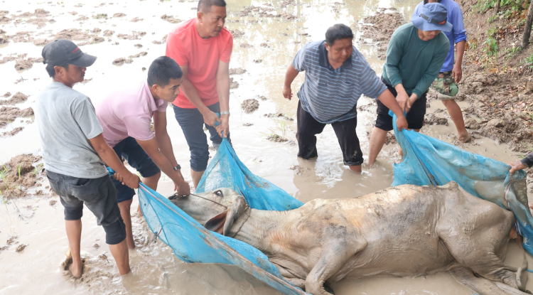 ลงพื้นที่ช่วยเหลือวัวที่ขาหักของประชาชนที่ขอความอนุเคราะห์